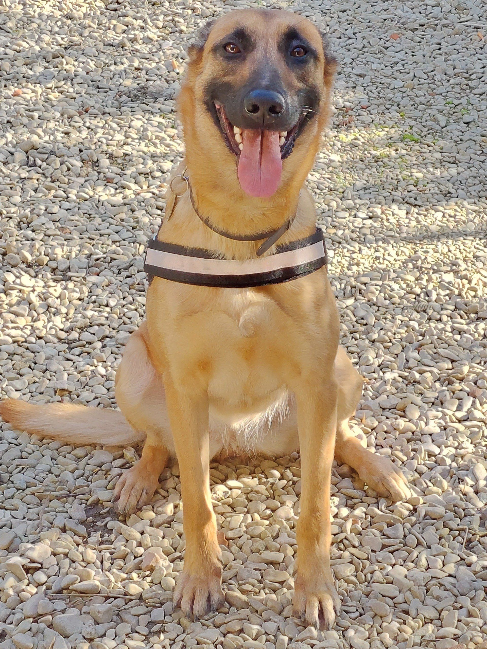 Un chien brun est assis sur un tas de gravier avec la langue pendante.