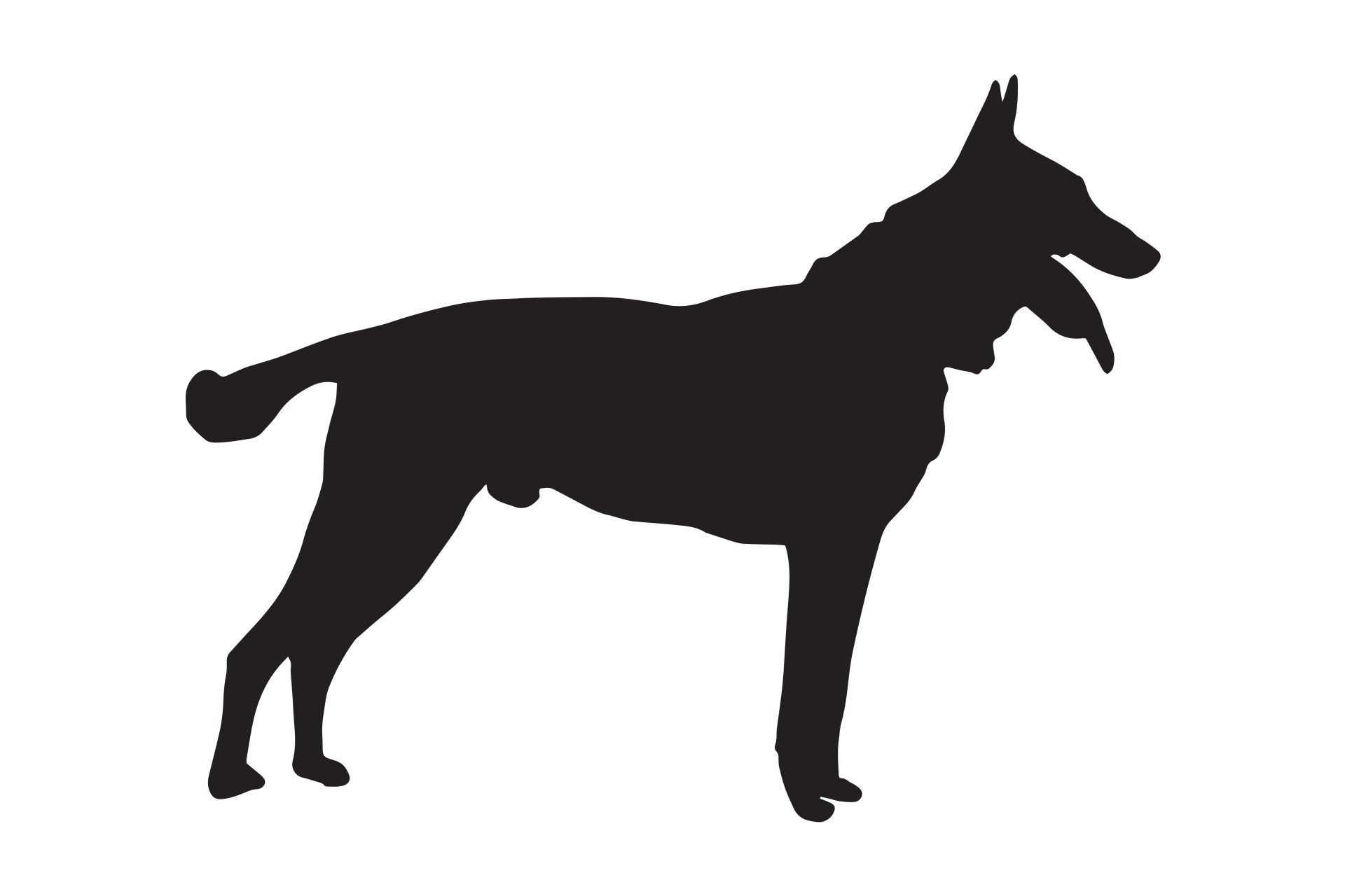 detection canine