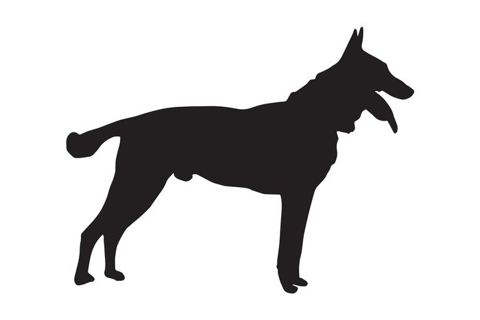 detection canine