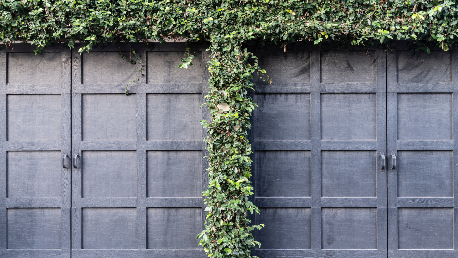A black garage door with ivy growing on it