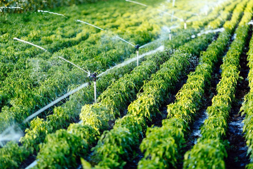 A Sprinkler Watering Plants — Pumps Sales & Repairs in Albury, NSW