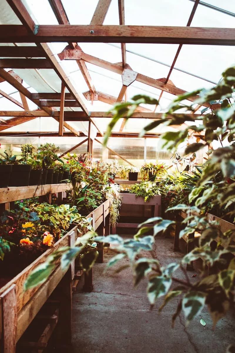 Greenhouse Interior With Wooden Shelves Holding Various Potted Plants — Unique Waterproofing Solutions in North Rocks, NSW