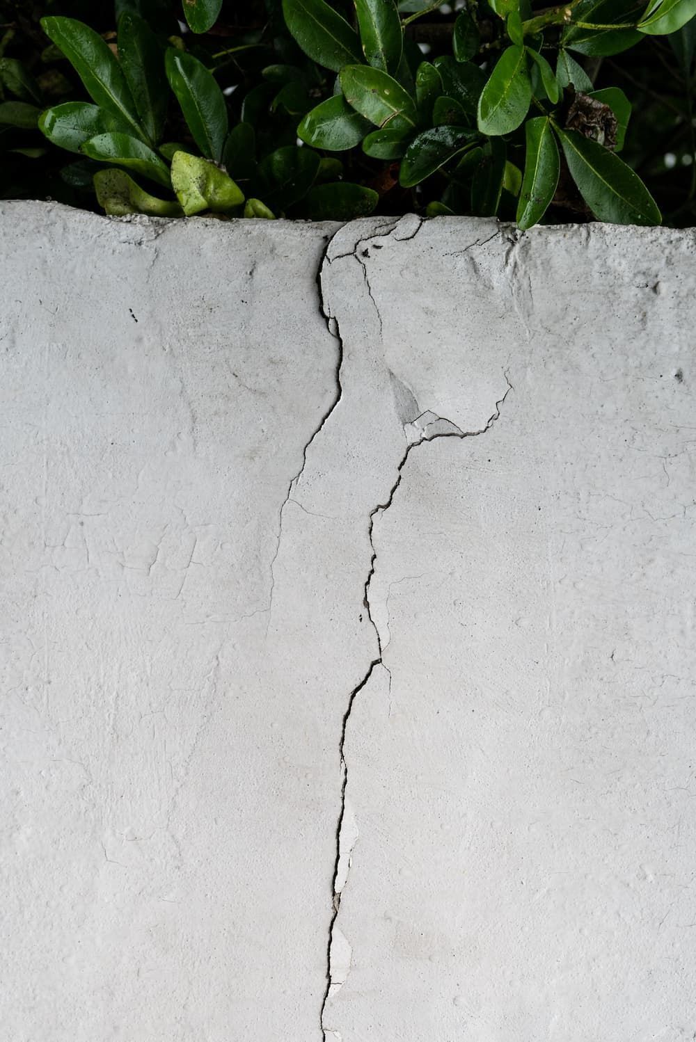 Cracked, light-grey concrete wall with dark green foliage at the top. — Unique Waterproofing Solutions in North Rocks, NSW