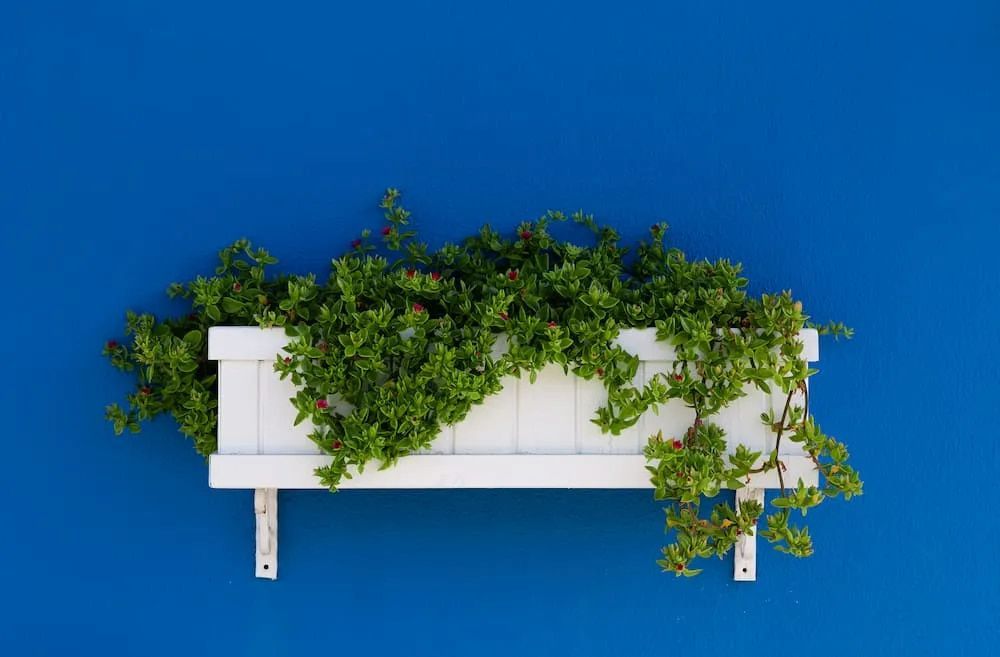 White Planter Box With Green Plants Against a Vibrant Blue Wall — Unique Waterproofing Solutions in North Rocks, NSW