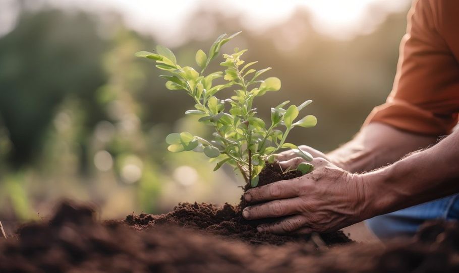 Hands planting a small green sapling in dark soil outdoors