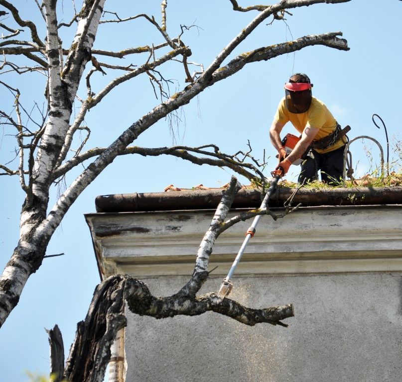 Worker in a yellow shirt trimming tree branches on a roof beside a building