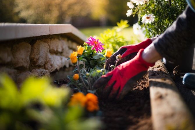 Red-gloved hands planting flowers in a garden bed beside a stone border.