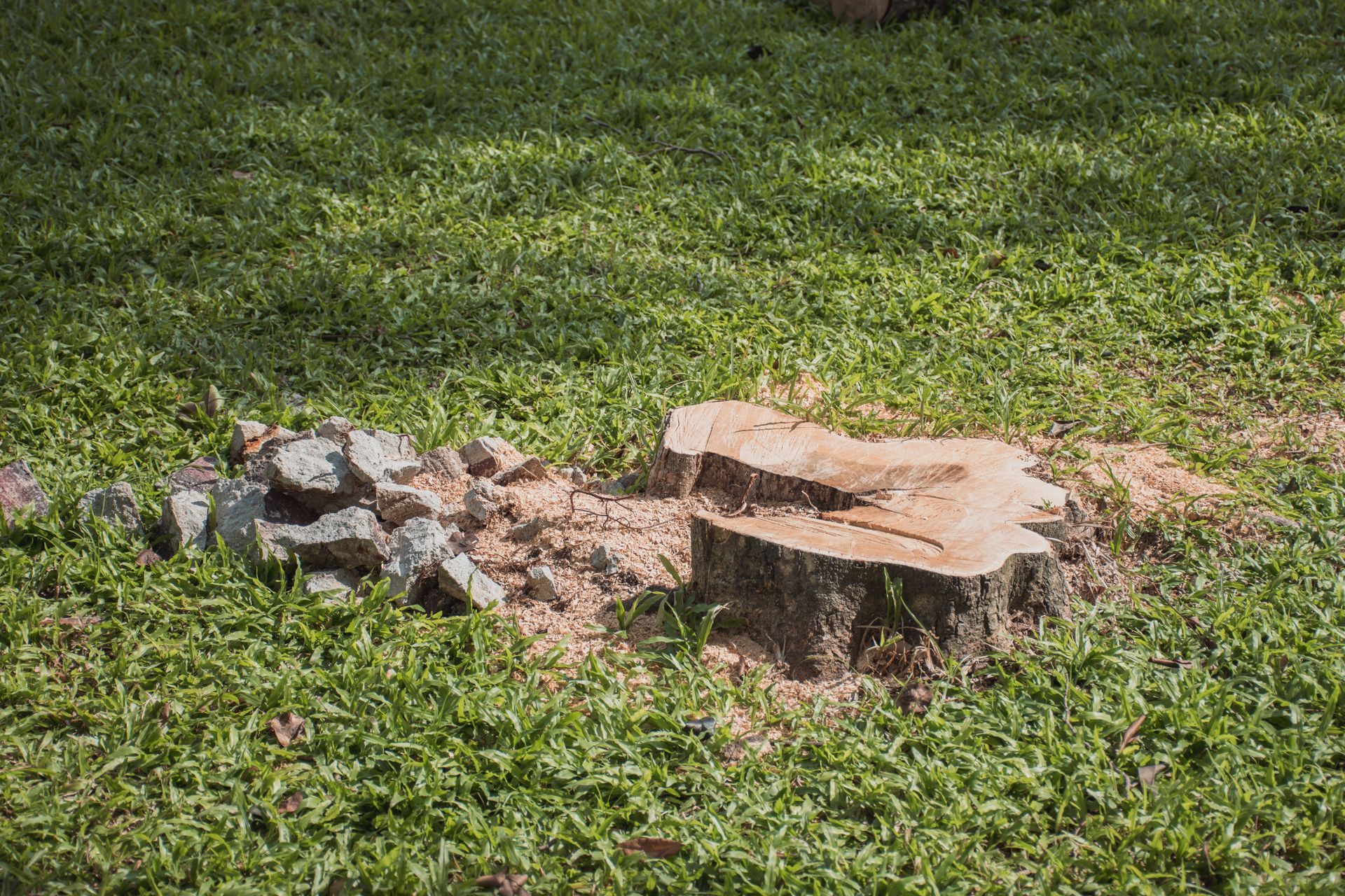 Tree stump and scattered rocks on a grassy lawn