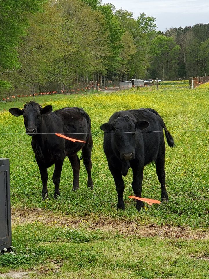 Two black cows in a green field with orange electric fence tape, trees in the background.