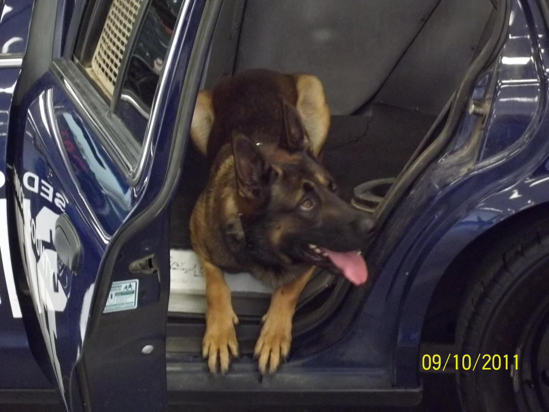 A german shepherd is sitting in the back of a police car