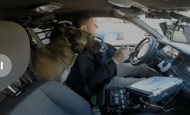 A police officer is driving a car with a dog in the back seat.