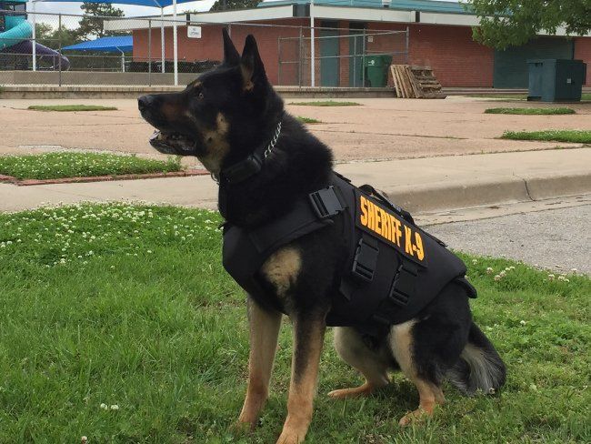 A german shepherd wearing a sheriff la vest