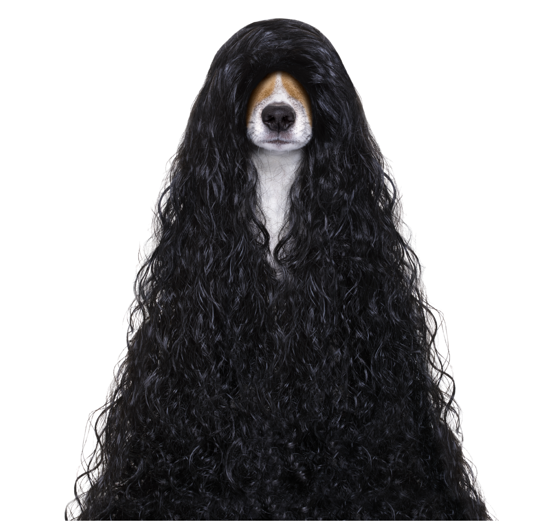 Dog wearing a long, black wig