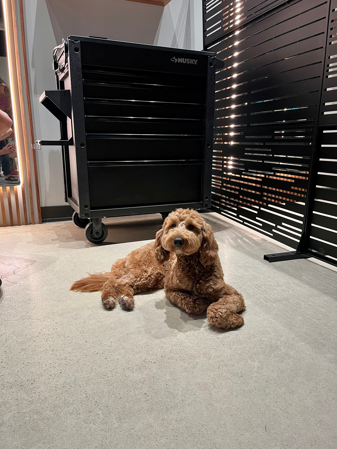 Golden dog resting in a round bed in a cozy, dimly lit pet spa with warm lamps and shelves in the background