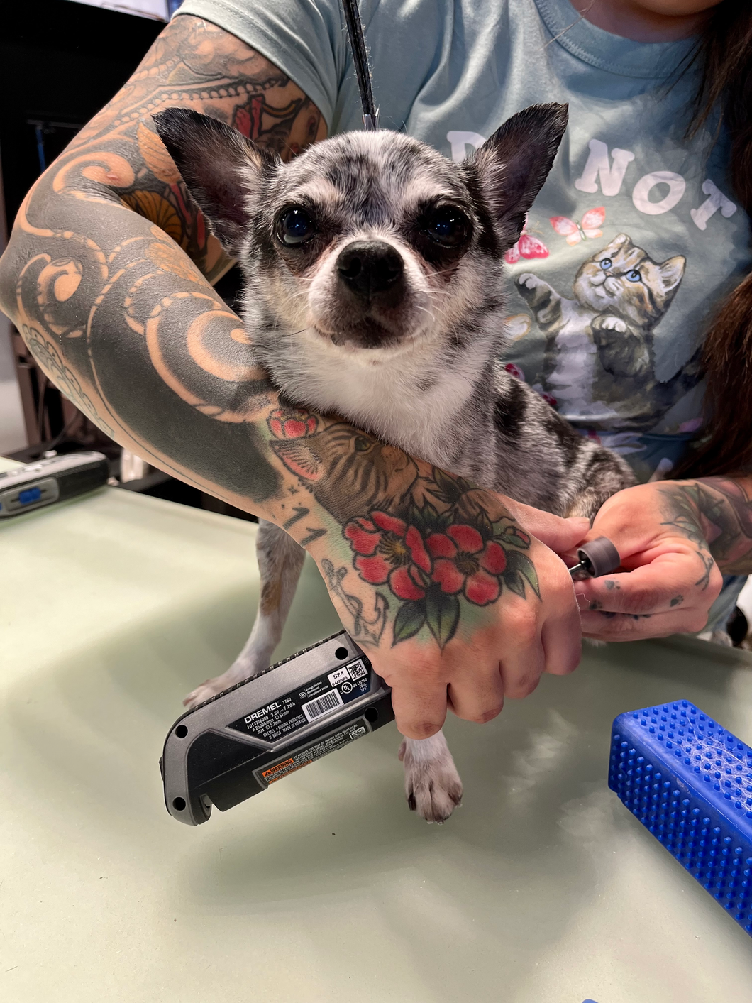Curly tan dog getting its nails trimmed in a warm indoor grooming room