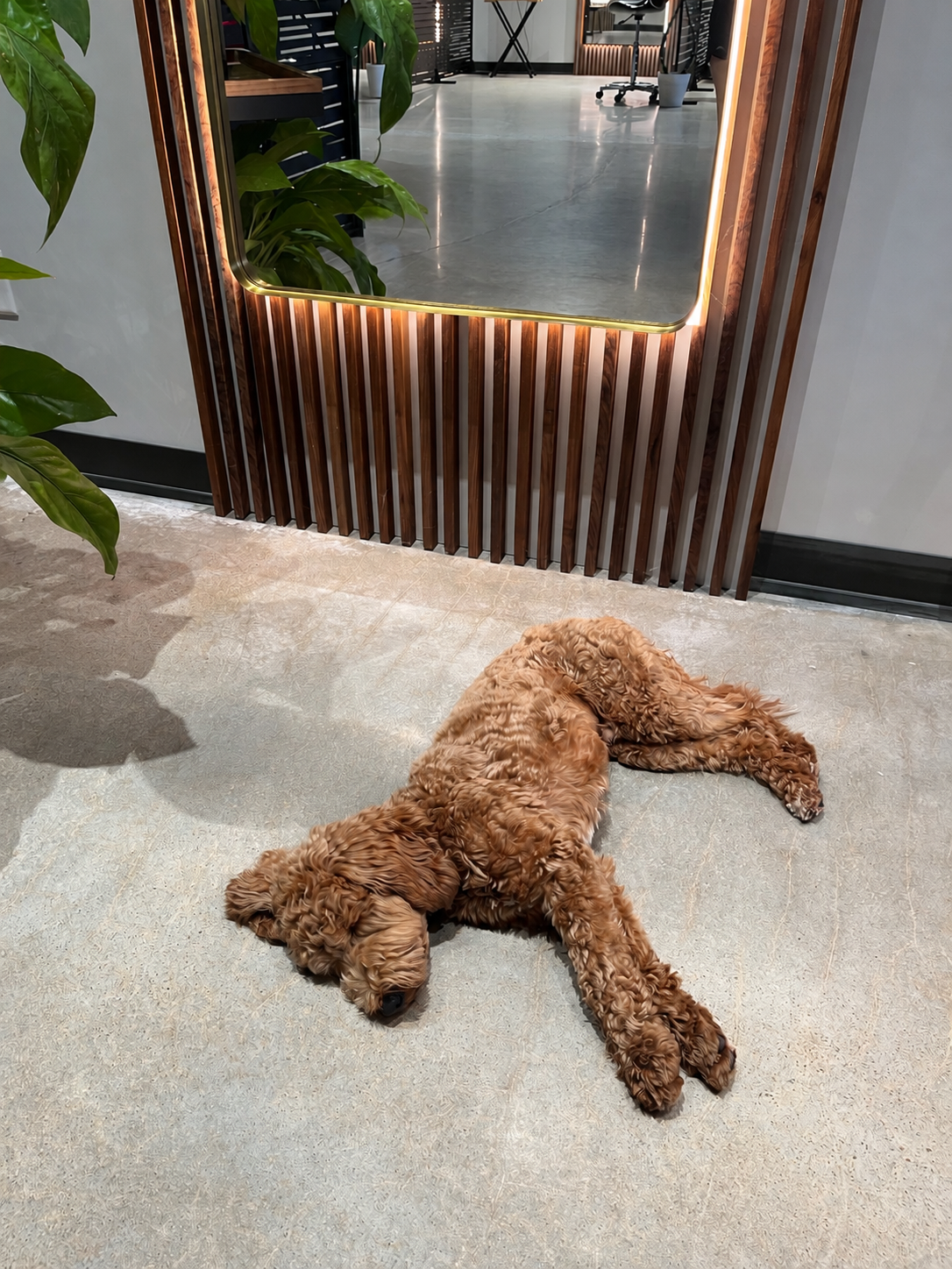 Brown curly-haired dog lying on a gray floor beside a wooden-framed mirror indoors