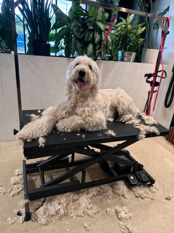 Cream-colored dog lying on a grooming table with fur clippings around it