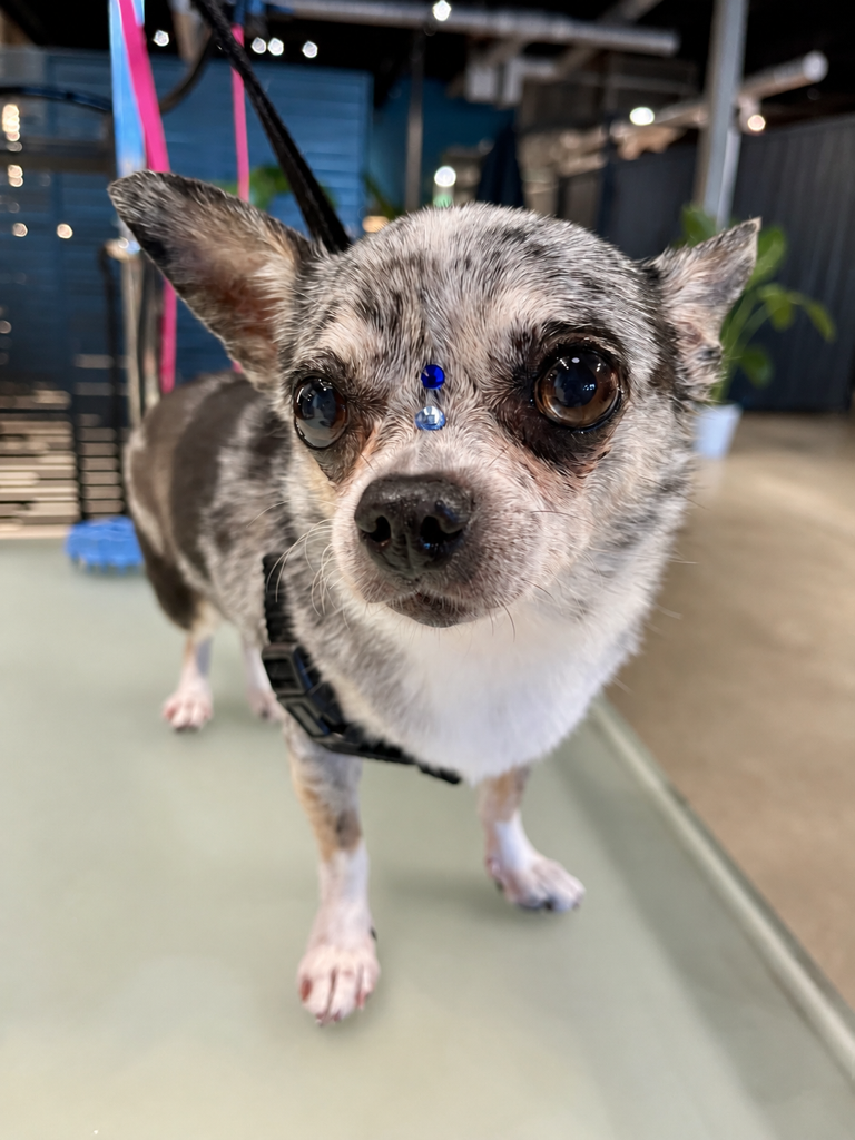 Small Chihuahua on a leash standing indoors on a grooming table, looking at the camera.