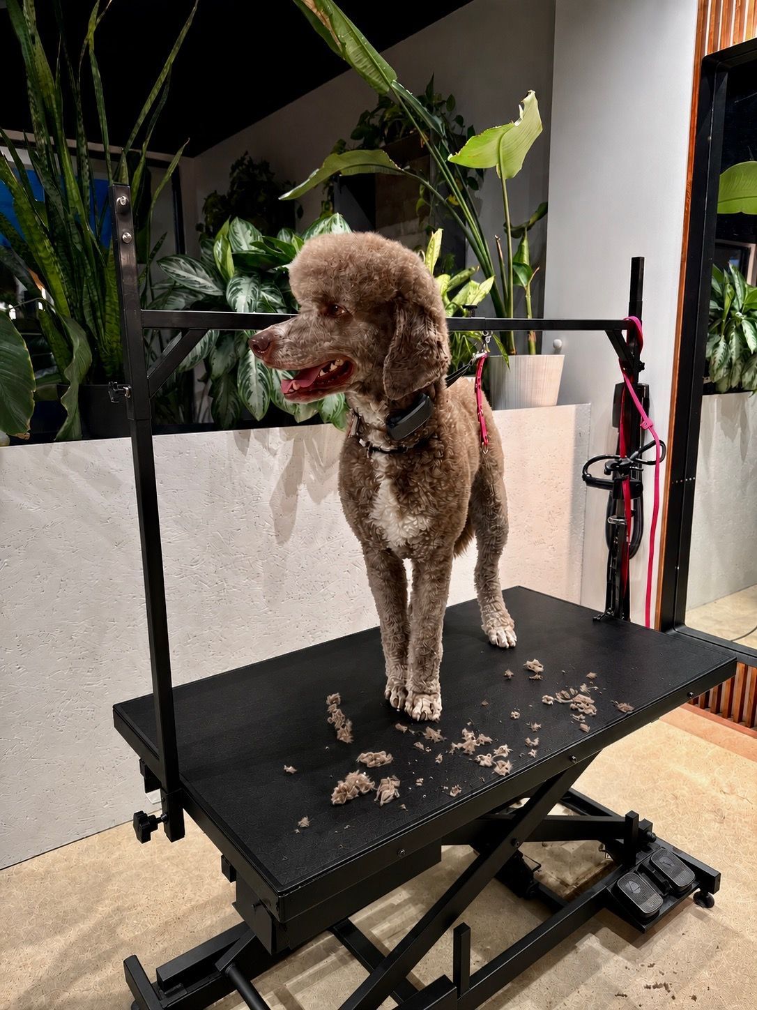 Dogs being groomed on tables in a warmly lit pet salon with shelves and plants