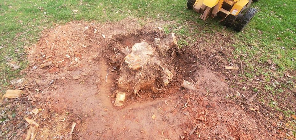 Stump someone tried to dig out by hand