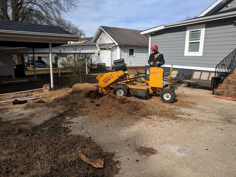 stump next to a driveway
