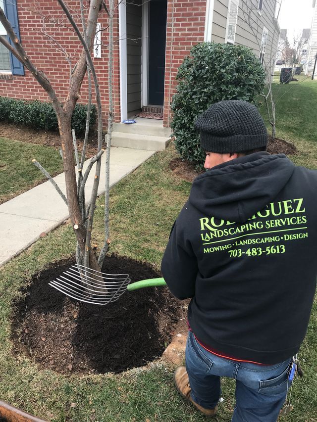 Worker raking mulch around a small tree beside a brick house and sidewalk