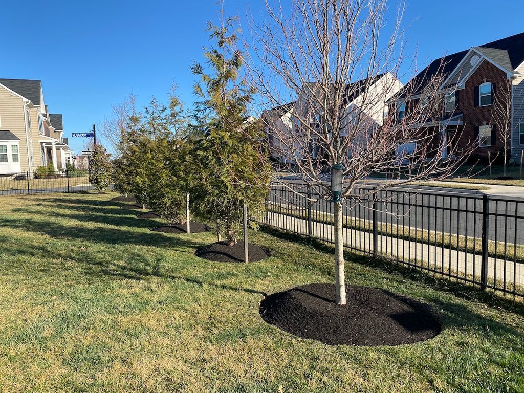 Residential street with young trees, sidewalk, fence, and houses under a clear blue sky
