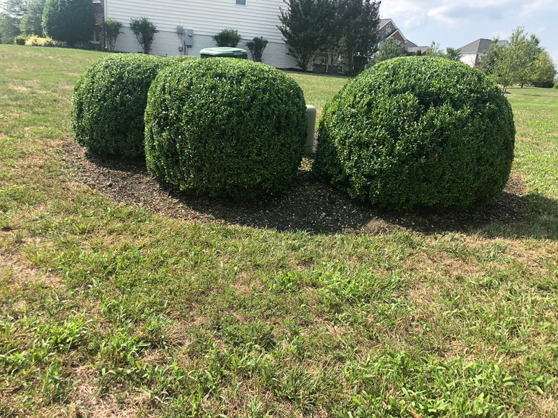Three round green shrubs trimmed into spheres on a grassy lawn near a house