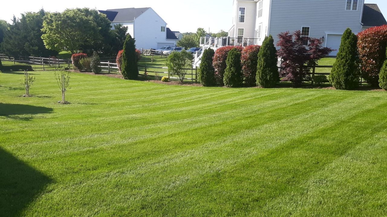 Sunny suburban lawn with striped green grass, shrubs, and houses in the background