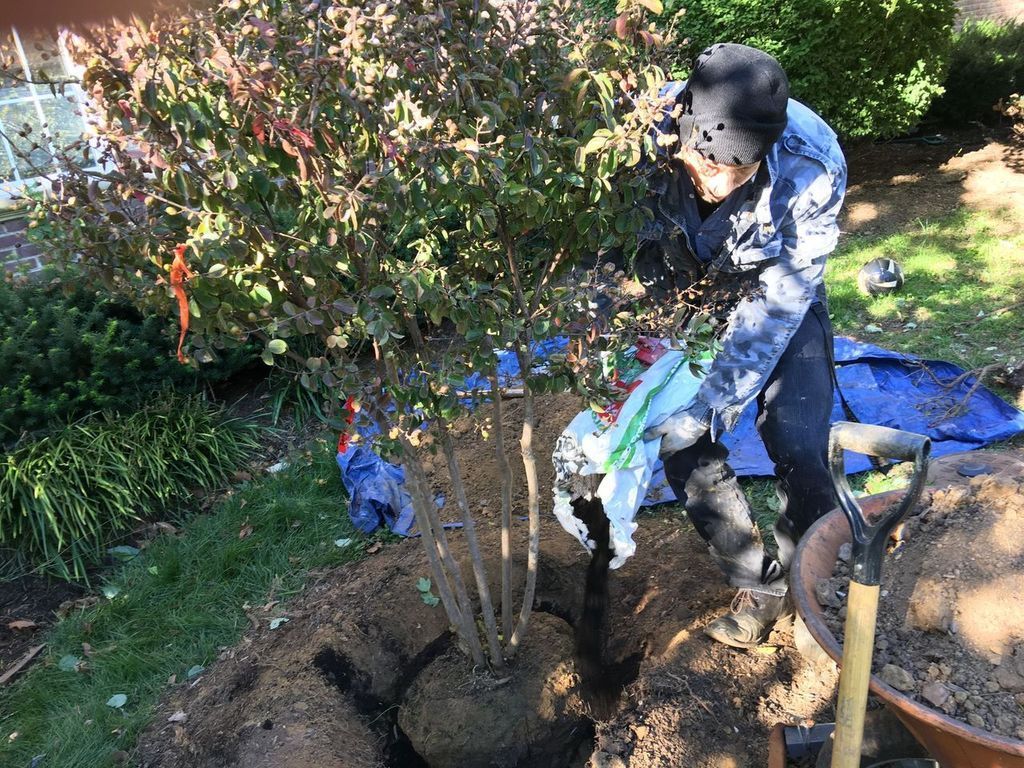 Person planting a small tree in a garden bed beside shrubs, using a shovel and blue tarp