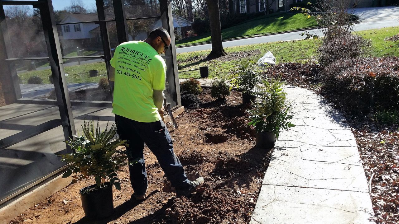 Person in a neon green shirt planting shrubs along a sidewalk in a sunny garden bed.