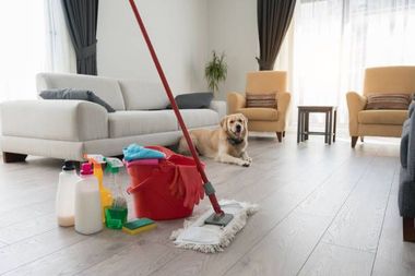 Living room with cleaning supplies and a dog, a mop is on the floor.