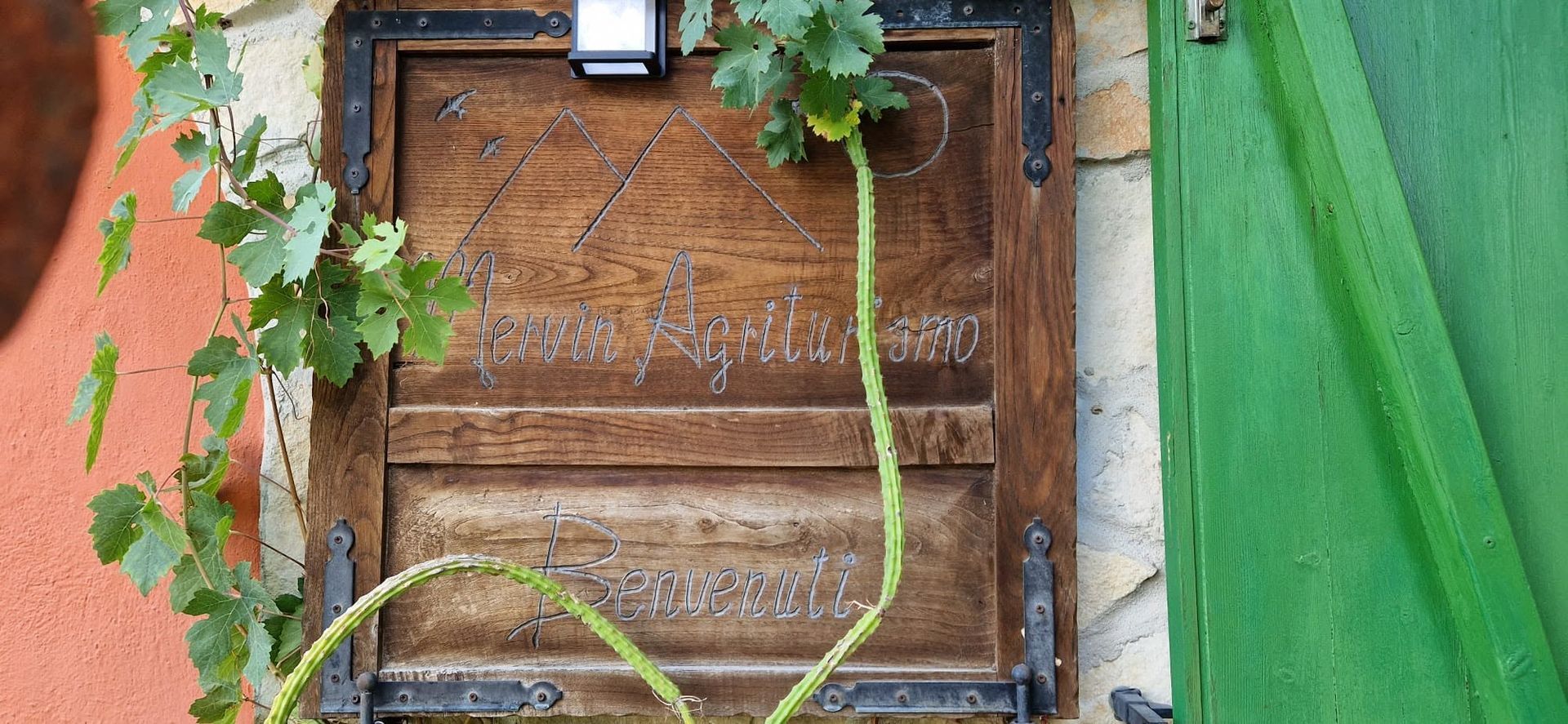 Porta in legno con piante in vaso e rampicanti accanto a una parete verde
