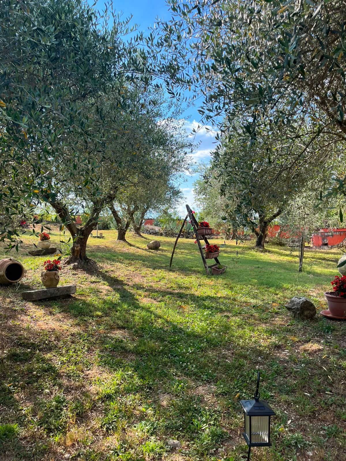 Un uliveto soleggiato con terreno erboso, lanterne e una scala da frutteto sotto gli alberi.