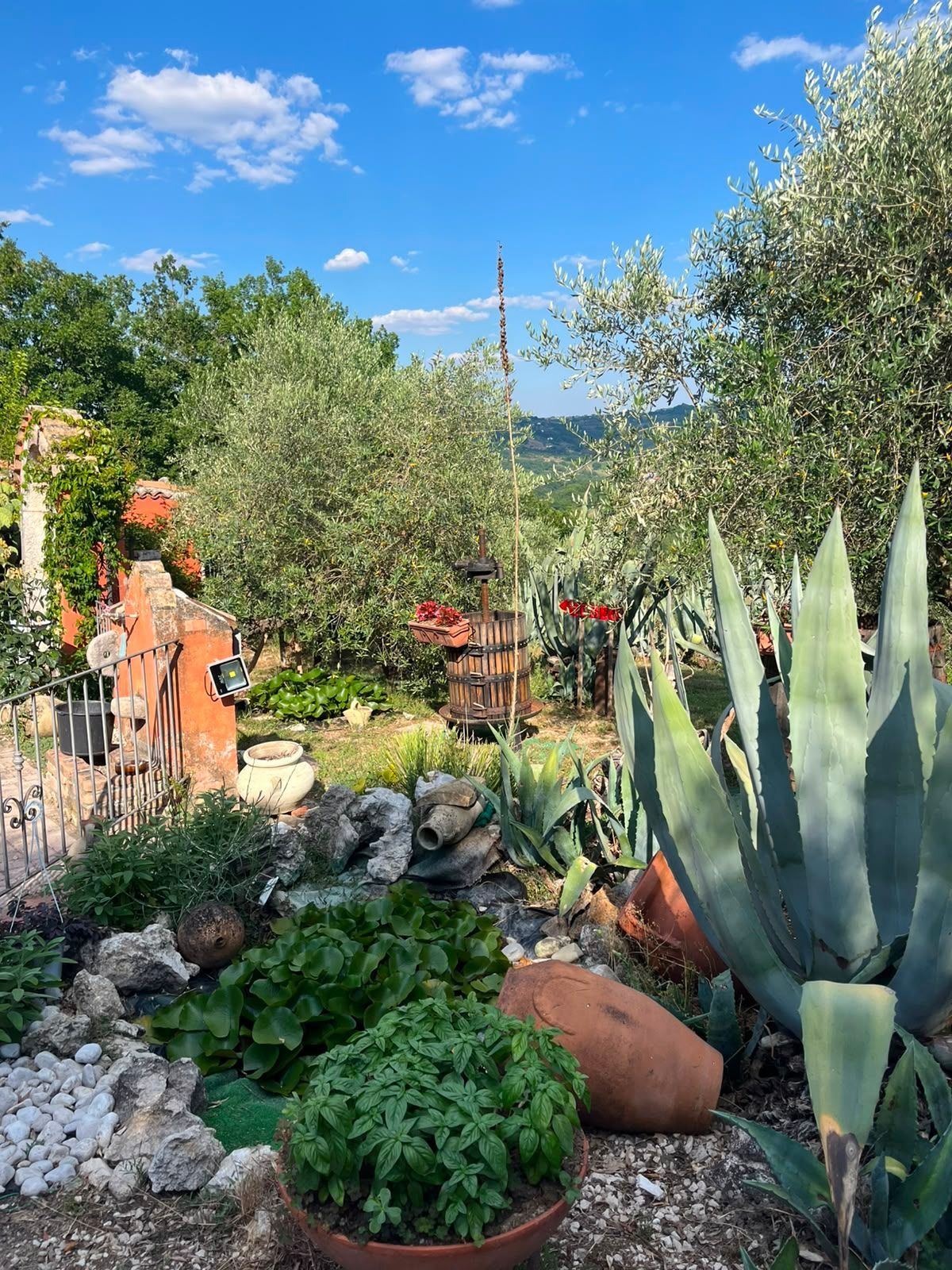 Giardino desertico con agave, rocce, piante in vaso, ulivi e cielo azzurro.