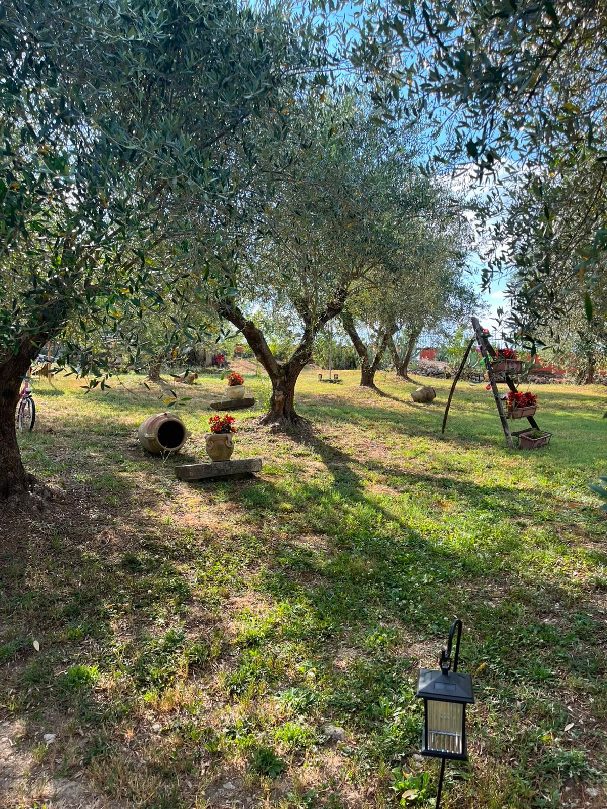 Oliveto con alberi, prato soleggiato e lanterne da giardino su un pendio collinare.