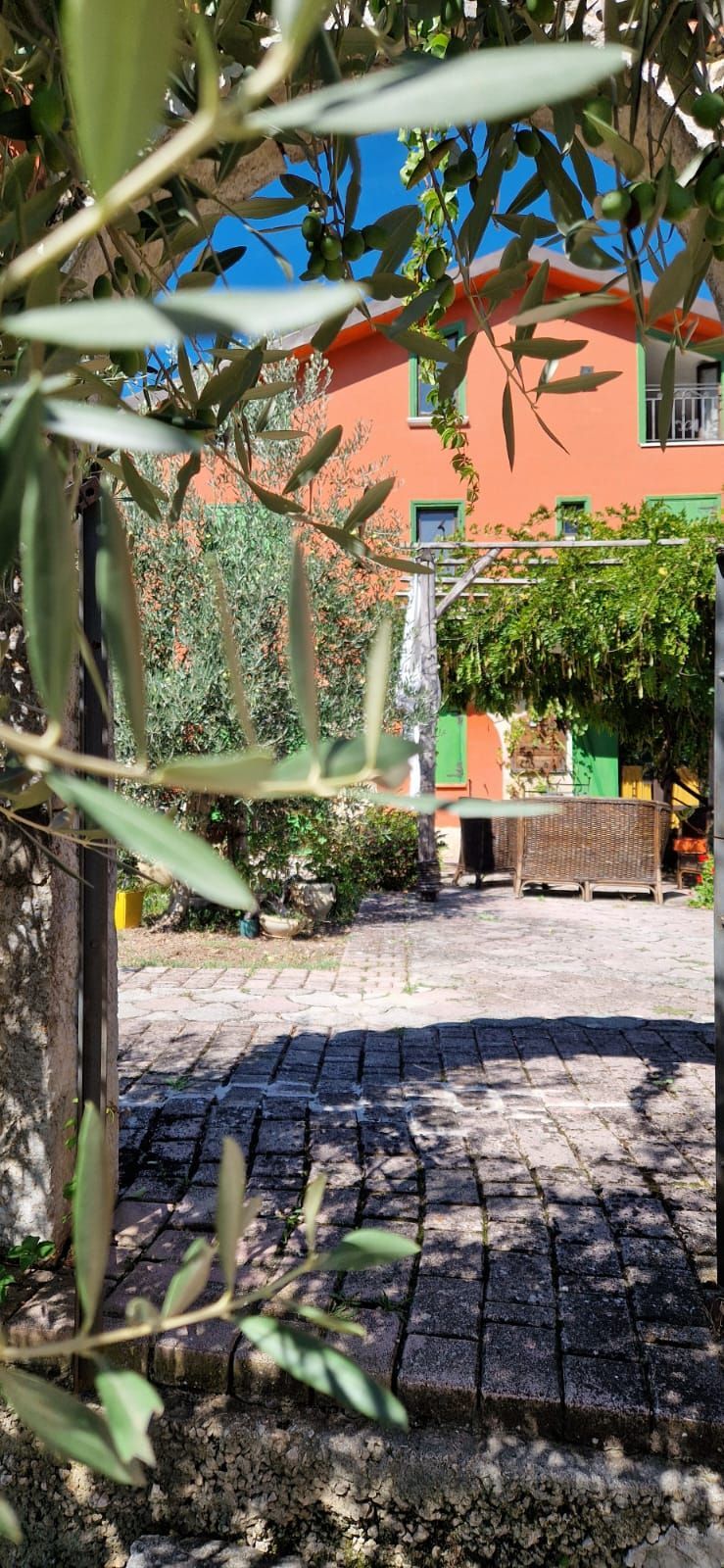 Un sentiero soleggiato nel giardino, orlato da rami d'ulivo, la facciata di una serra per la lavorazione delle pesche e una pianta in vaso vicino a un patio in pietra.