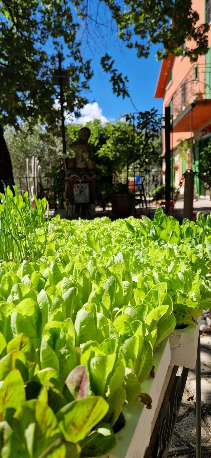 Piante di un verde brillante costeggiano un vialetto soleggiato accanto a un edificio rosso e ad alberi.