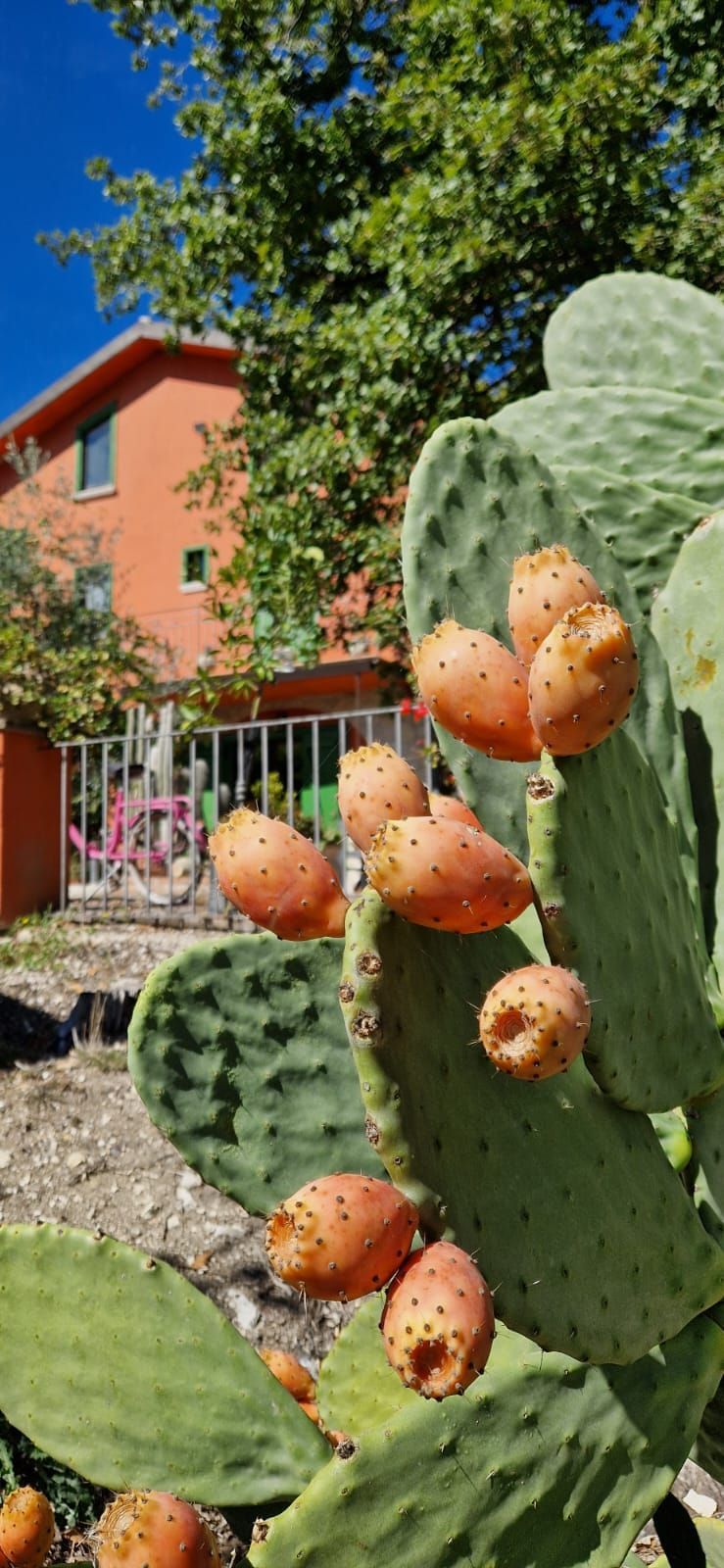 Un fico d'India con frutti arancioni davanti a una casa rossa e un cielo blu.