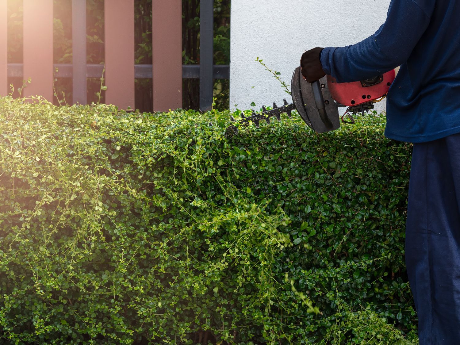 Commercial Hedge Trimming