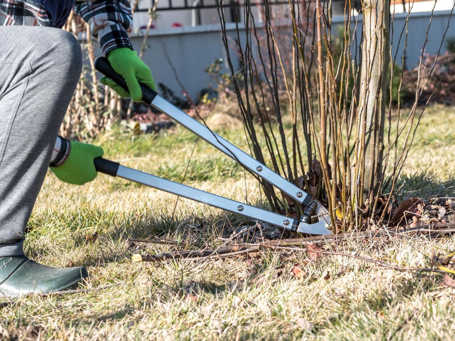 Commercial Shrub Removal