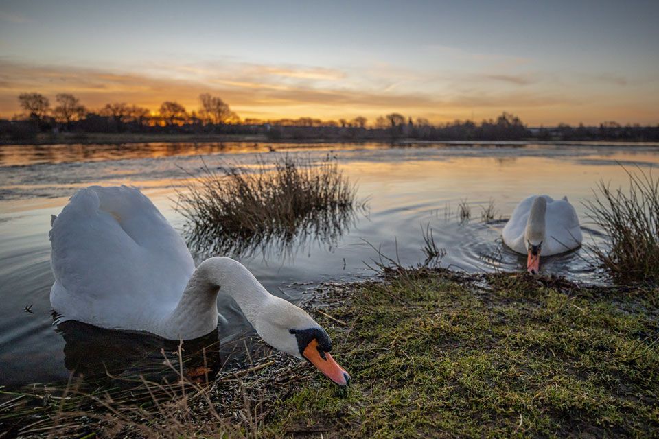 Schwan am Hasesee Bramsche