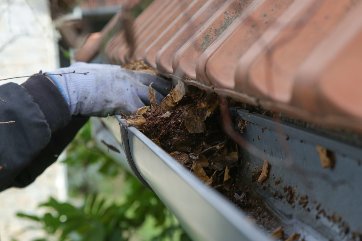 Gloved hand clearing leaves from a clogged roof gutter beside brown shingles