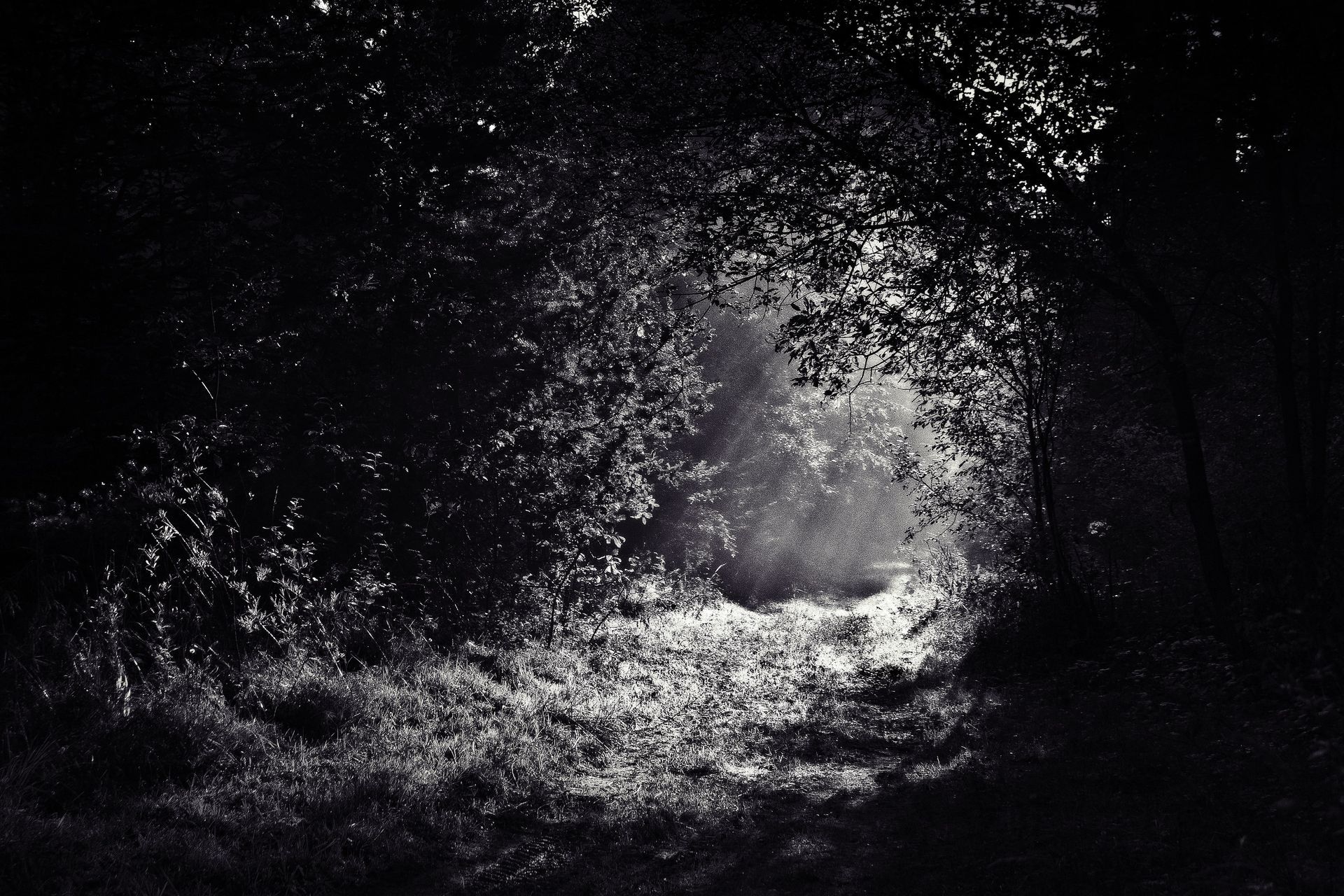 Opening in Trees