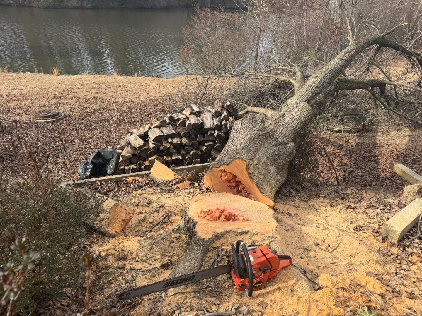 A fallen tree being cut up beside a river, with logs stacked and a chainsaw on wood chips.