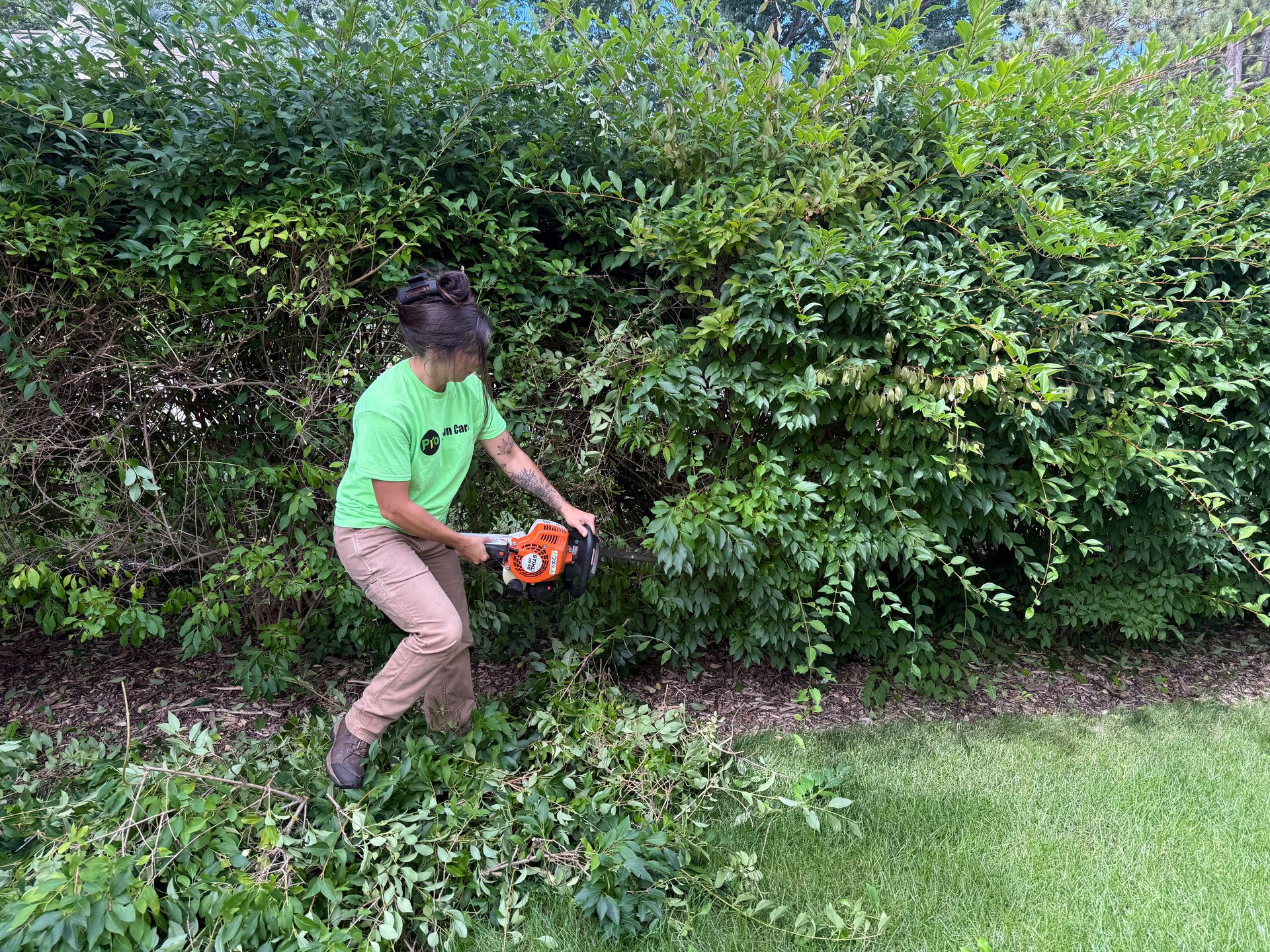 Person trimming a dense green hedge with a chainsaw. They wear a green shirt and tan pants outdoors.