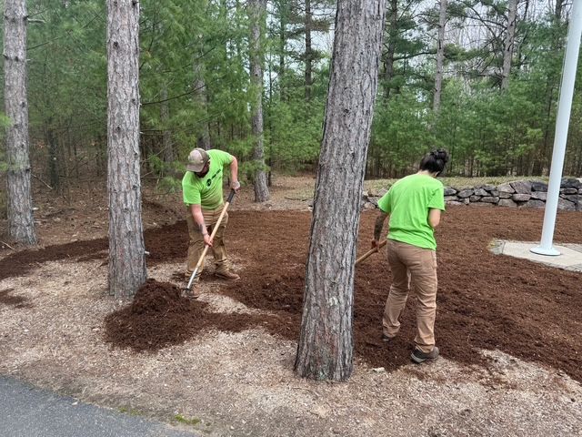 Two people are raking dirt in a forest.