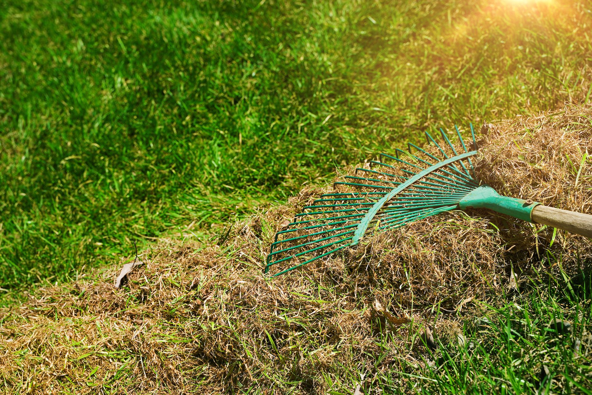 A green rake is sitting on top of a pile of dead grass during dethatching process.