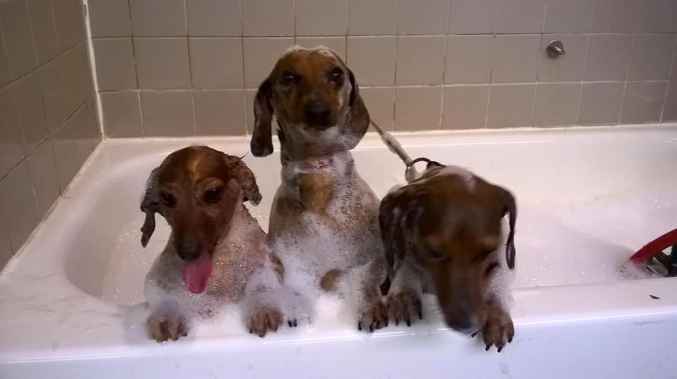Dogs in a Bathtub — Hephzibah, GA — Springwood Pet Boarding & Grooming