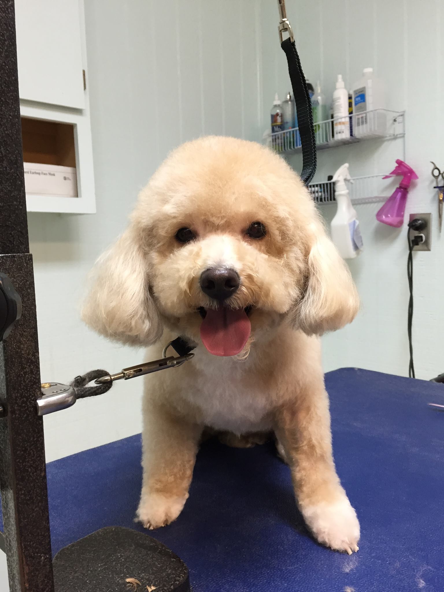 Cute Little Dog — Hephzibah, GA — Springwood Pet Boarding & Grooming